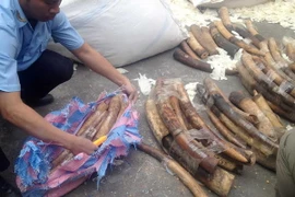 Hải Phòng: Bắt số lượng lớn ngà voi nguỵ trang găng tay cao su