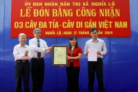 Ba cây đa tía tại Yên Bái được công nhận cây Di sản Việt Nam