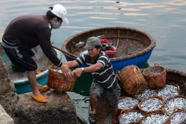 Kiên Giang: Được mùa cá cơm, vui cả ngư dân lẫn nhà sản xuất