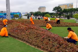Nhân lên những không gian xanh cho Thành phố vì Hòa bình