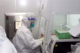 Các y, bác sỹ thực hiện xét nghiệm bằng kỹ thuật RT-PCR toàn bộ mẫu gửi về. (Ảnh: Đại Nghĩa/TTXVN)