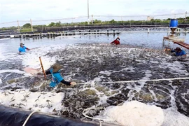 Thu hoạch tôm công nghệ cao tại huyện Trần Đề, Sóc Trăng. (Ảnh: Trung Hiếu/TTXVN)