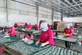 Công nhân làm việc trở lại sau thời gian giãn cách tại Bến Tre. (Ảnh: Huỳnh Phúc Hậu/TTXVN)