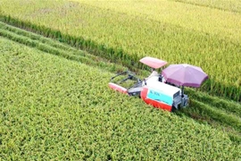 Hoạt động thu hoạch lúa mùa bằng máy gặt đập liên hợp tại huyện Bình Xuyên, Vĩnh Phúc. (Ảnh: Hoàng Hùng/TTXVN)