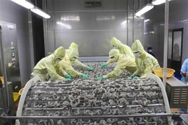 Chế biến sản phẩm tôm xuất khẩu tại nhà máy của Tập đoàn Thủy sản Minh Phú tỉnh Cà Mau. (Ảnh: Vũ Sinh/TTXVN)