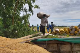 Nhiều địa phương đã nới lỏng giãn cách xã hội xuống Chỉ thị 15 đã tạo điều kiện thuận lợi cho nhân công tham gia thu hoạch lúa. (Ảnh: Thu Hiền/TTXVN)