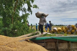 Nhiều địa phương đã nới lỏng giãn cách xã hội xuống Chỉ thị 15 đã tạo điều kiện thuận lợi cho nhân công tham gia thu hoạch lúa. (Ảnh: Thu Hiền/TTXVN)