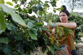 "Càphê chị em" ở Điện Biên - nơi những người phụ nữ tìm lại vị thế của mình