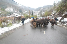 Người dân Sa Pa lùa trâu bò xuống núi tránh rét. (Ảnh: Nguyễn Thắng/TTXVN)