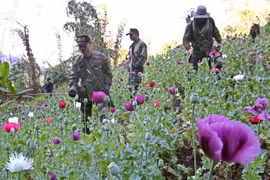 Myanmar, Thái Lan hợp tác tăng cường kiểm soát ma túy