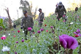 Myanmar, Thái Lan hợp tác tăng cường kiểm soát ma túy