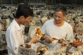 Ảnh minh họa. (Nguồn: TTXVN)