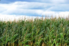 Ảnh minh họa. (Nguồn: modernfarmer.com)