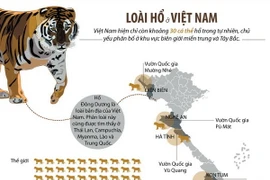 (Nhấp chuột vào ảnh để xem kích thước chuẩn)
