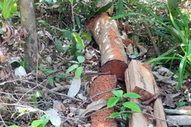 Gỗ được lâm tặc bỏ lại trong rừng khi bị kiểm lâm phát hiện. (Ảnh: Xuân Triệu/TTXVN)