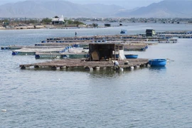 Mô hình nuôi hàu Thái Bình Dương treo dây trên bè nổi khu vực Đầm Nại (huyện Ninh Hải, Ninh Thuận). (Ảnh: Nguyễn Thành/TTXVN)