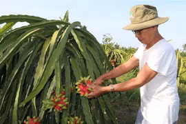 Ông Lê Phước Trượng, xã Nguyệt Hóa, huyện Châu Thành thu hoạch thanh long mùa nghịch. (Ảnh: Thanh Hòa/TTXVN)