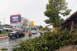 Cây dầu bị bật gốc trên đường Nguyễn Văn Linh, quận Ninh Kiều. (Ảnh: Thanh Liêm/TTXVN)