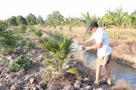 Nhiều khu vực ở tỉnh Bến Tre không đủ nước ngọt dự trữ để phục vụ chăn nuôi, sản xuất. (Ảnh: TTXVN)