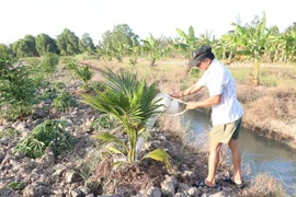 Nhiều khu vực ở tỉnh Bến Tre không đủ nước ngọt dự trữ để phục vụ chăn nuôi, sản xuất. (Ảnh: TTXVN)
