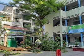 Cây phượng bật gốc đổ trong sân trường. (Ảnh: TTXVN)