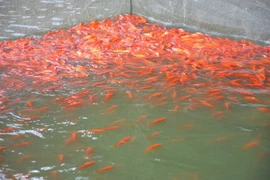 Theo người nuôi cá chép đỏ xã Mỹ Trung giá cả năm nay giảm so với năm trước. (Ảnh: Công Luật/TTXVN)
