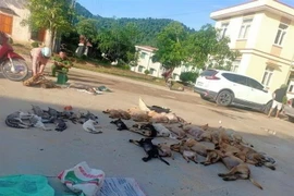 Tang vật vụ việc. (Ảnh: Trịnh Duy Hưng/TTXVN)