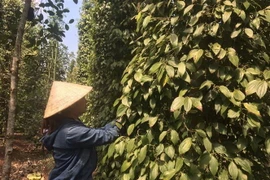Thu hoạch tiêu. (Ảnh minh họa. Nguồn: TTXVN)