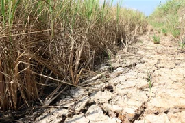 Nhiều diện tích lúa ở Bến Tre bị thiệt hại do hạn mặn. (Ảnh: Trần Thị Thu Hiền/TTXVN)