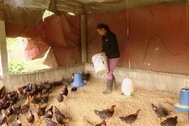 Các hộ chăn nuôi gia cầm tại huyện Minh Hóa, tỉnh Quảng Bình tích cực chăm sóc đàn gia cầm nuôi để phòng chống dịch. (Ảnh: Võ Dung/TTXVN)