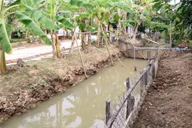 Trữ nước ngọt trong mương là cách các nhà vườn ở Bến Tre ứng phó với hạn mặn. (Ảnh: Trần Thị Thu Hiền/TTXVN)