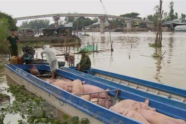 Một chiếc thuyền chở lợn bị lực lượng chức năng bắt giữ. (Ảnh: Công Mạo/TTXVN)