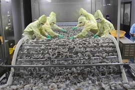 Chế biến sản phẩm tôm xuất khẩu tại nhà máy của Tập đoàn Thủy sản Minh Phú tỉnh Cà Mau. (Ảnh: Vũ Sinh/TTXVN)