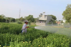 Nhà vườn Kim Dinh, thành phố Bà Rịa, chăm sóc hoa Tết. (Ảnh: Hoàng Nhị/TTXVN)