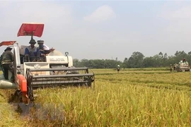 Nông dân thu hoạch lúa. (Ảnh: Nguyễn Nam/TTXVN)