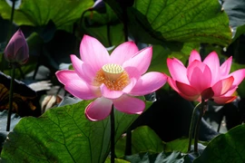 Sen hồng ở huyện Hải Lăng. (Ảnh: Hồ Cầu/TTXVN)