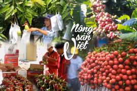 [Mega Story] Nông sản Việt trên hành trình 'vươn ra biển lớn'