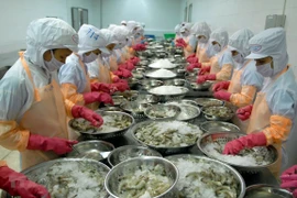 Chế biến tôm xuất khẩu. (Ảnh: TTXVN)
