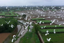 Đàn cò trắng bay lượn trên cánh đồng ở xã Quảng Phú, huyện Quảng Điền. (Ảnh: Hồ Cầu/TTXVN)