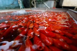 Cá chép đạt yêu cầu phải là con cá không xây xát, thân hình khỏe mạnh, không có đốm đen, có màu đỏ rực như màu cờ. (Ảnh minh họa. Nguồn: TTXVN)