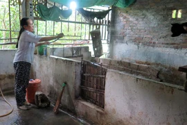 Vệ sinh chuồng trại sau khi đem lợn đi tiêu hủy. (Ảnh: Việt Hoàng/TTXVN)