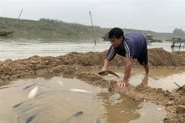 Ảnh minh họa. (Nguồn: TTXVN)