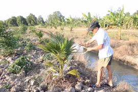 Nhiều khu vực ở tỉnh Bến Tre không đủ nước ngọt dự trữ để phục vụ chăn nuôi, sản xuất. (Ảnh: TTXVN)