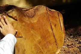 Hiện trường một vụ chặt hạ cây gỗ giáng hương. (Ảnh minh họa. Nguồn: TTXVN)