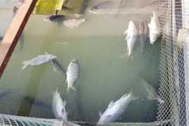 Ảnh minh họa. (Nguồn: TTXVN)