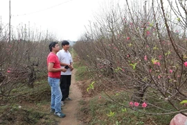 Người dân đến xem và chọn cho mình những cây đào, quất ưng ý chơi Tết Nguyên đán tại vườn đào Nhật Tân. (Ảnh: Thành Đạt/TTXVN)