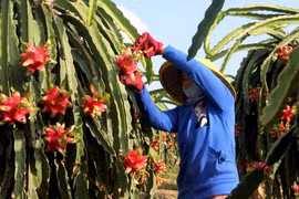 Nông dân Hợp tác xã Thanh long Long Trì (huyện Châu Thành, Long An) thu hoạch thanh long trồng ứng dụng công nghệ cao phục vụ xuất khẩu. (Ảnh: TTXVN)