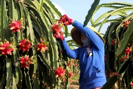 Nông dân Hợp tác xã Thanh long Long Trì (huyện Châu Thành, Long An) thu hoạch thanh long trồng ứng dụng công nghệ cao phục vụ xuất khẩu. (Ảnh: TTXVN)