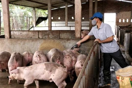 Chăm sóc đàn lợn thịt tại xã thư Phú, huyện Thường Tín, Hà Nội. (Ảnh: Vũ Sinh/TTXVN)