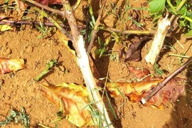 Chủ vườn cà phê 8 lần bị kẻ xấu chặt hạ cây đang ra quả